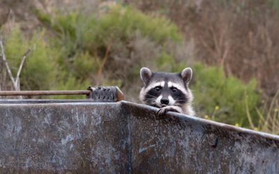 How to Keep Pests Out of Your Dumpster Rental