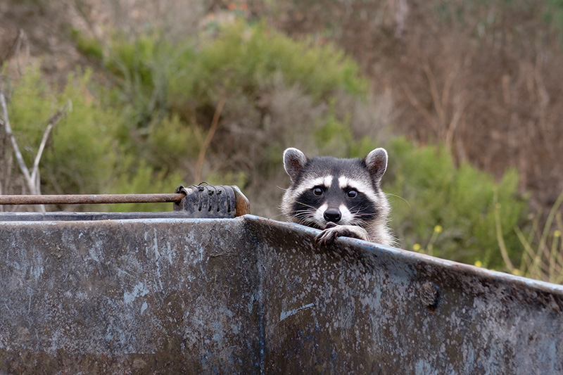 How to Keep Pests Out of Your Dumpster Rental